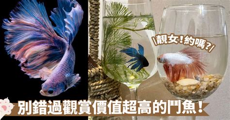 養魚的種類|新手養魚首選魚類有哪些？－風生水起「燈」好運。